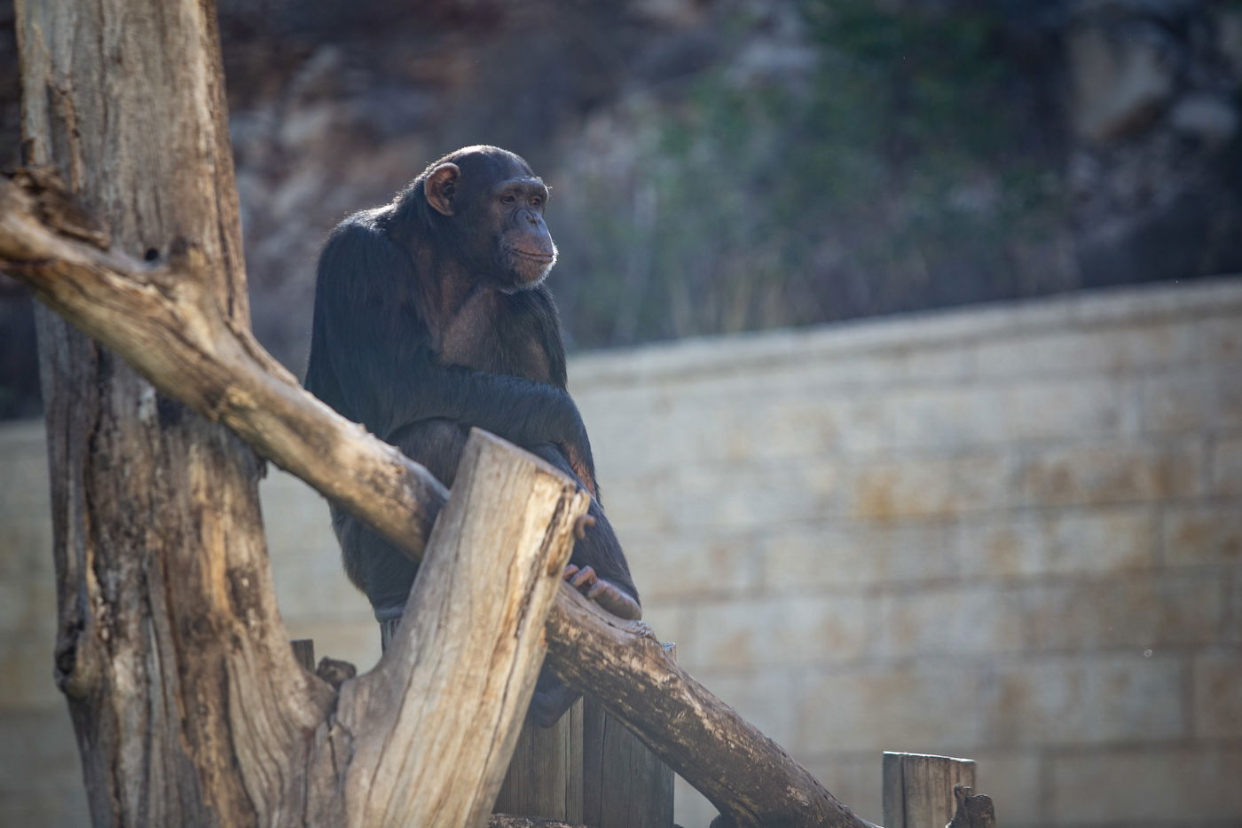 משפחות חרדיות מבלות בגן החיות • תיעוד