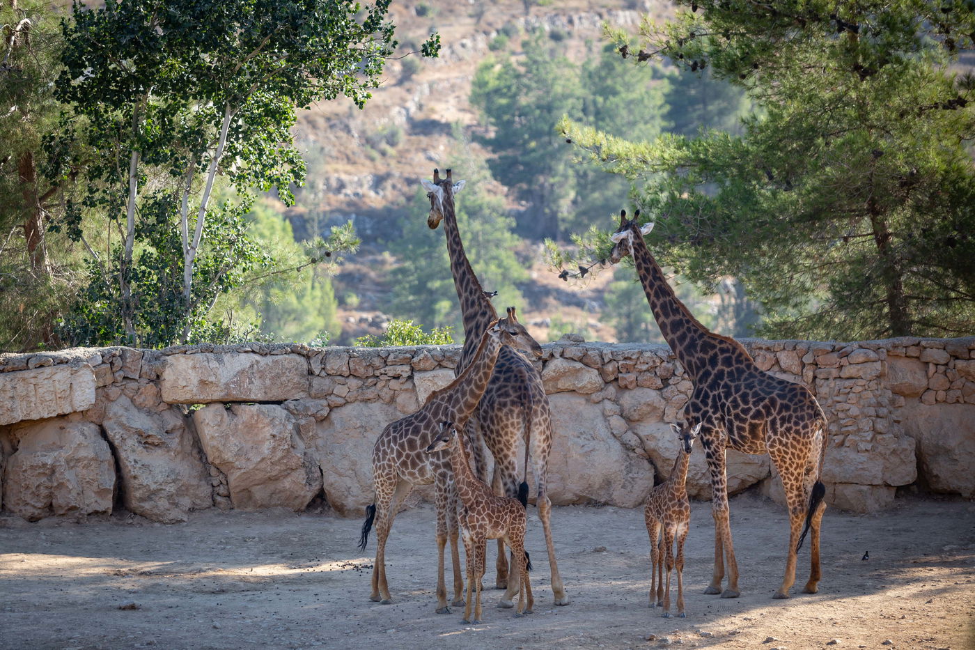 משפחות חרדיות מבלות בגן החיות • תיעוד