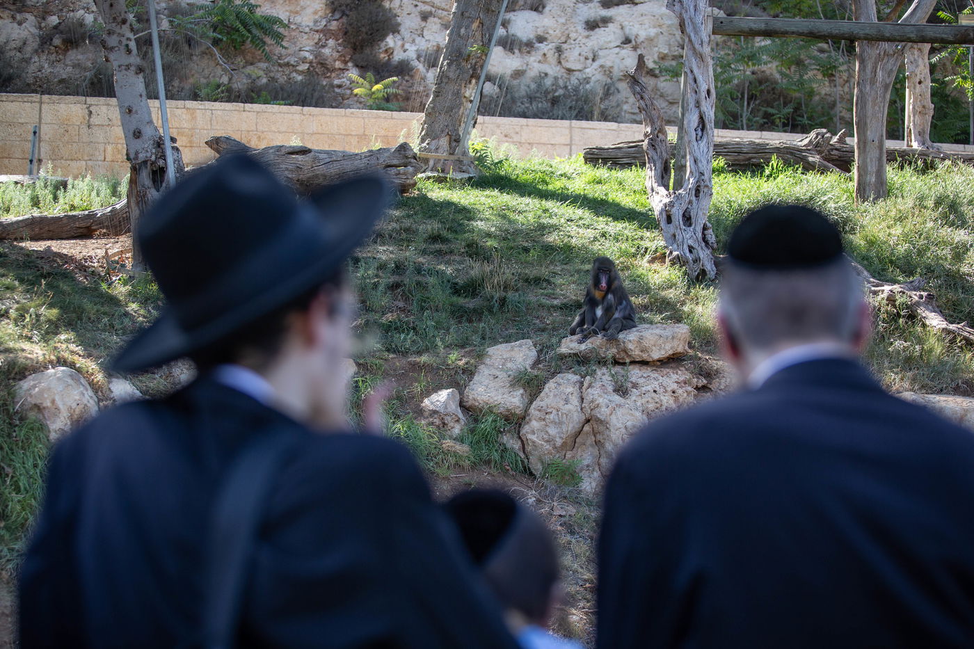 משפחות חרדיות מבלות בגן החיות • תיעוד