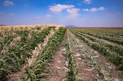 איסוף סחורה חקלאית בצפון