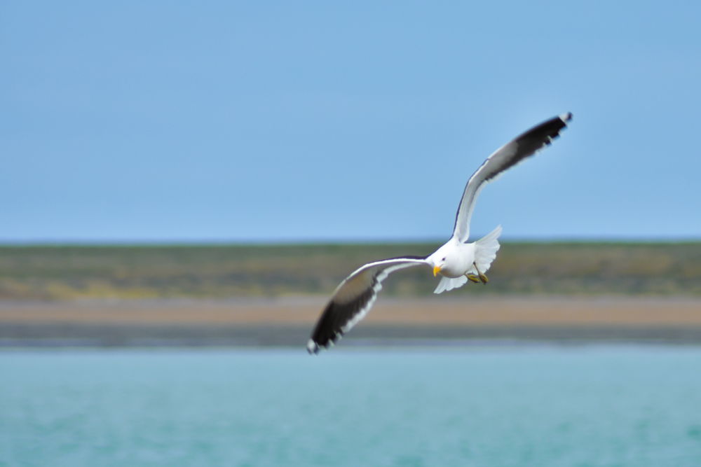 שחף, אילוסטרציה