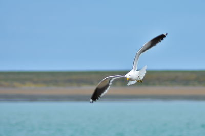 שחף, אילוסטרציה