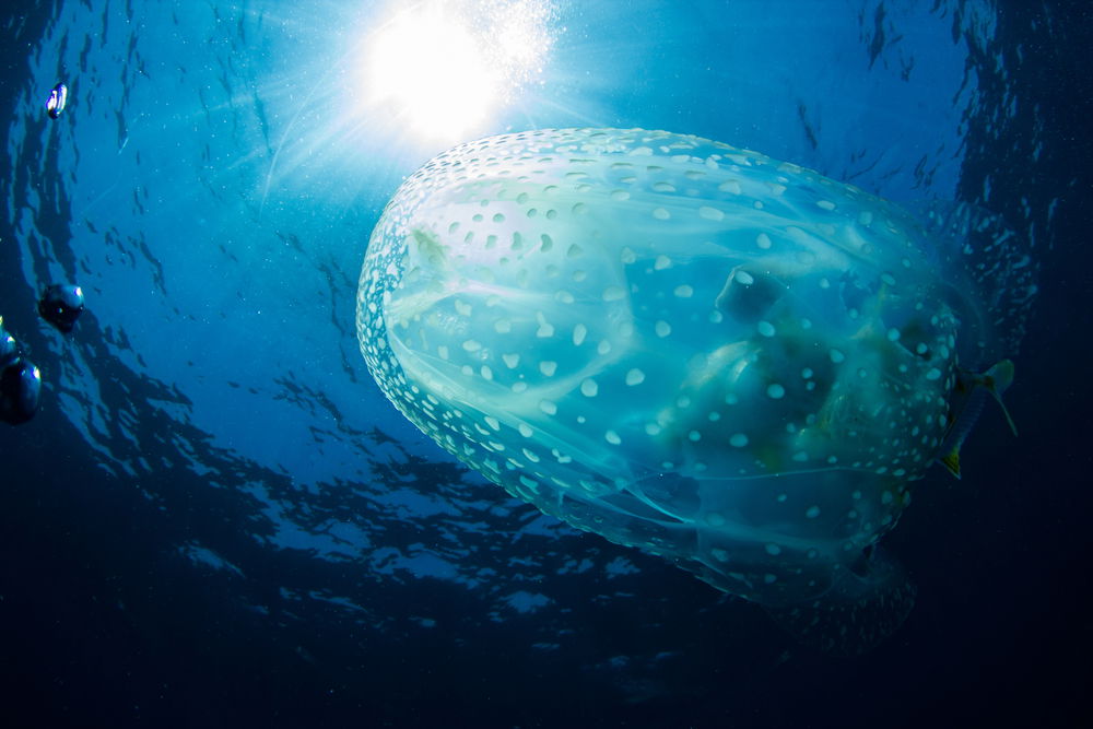 אילוסטרציה