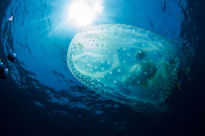 אילוסטרציה