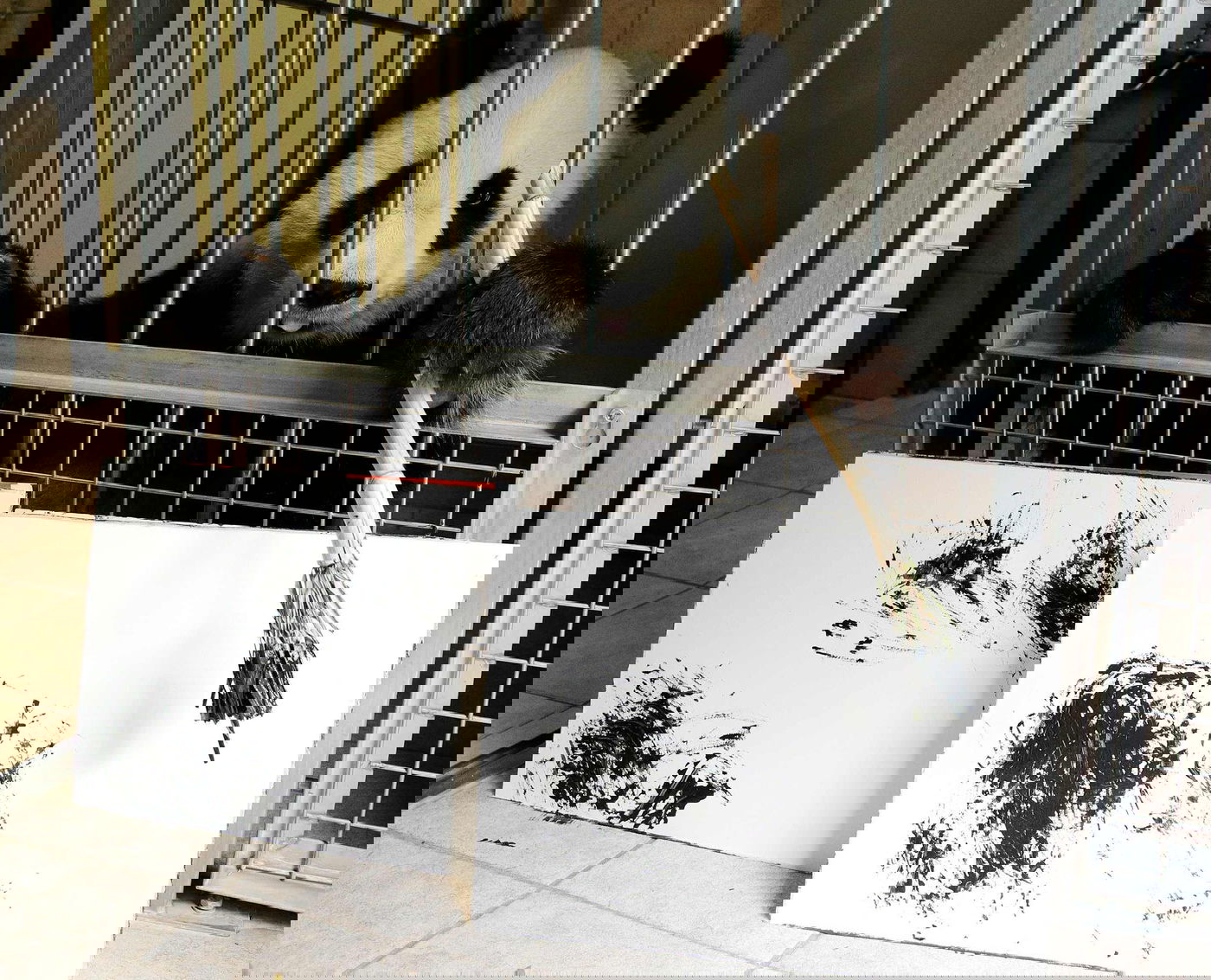 מגייסים כספים:  ציור מפנדה ב-560 דולר