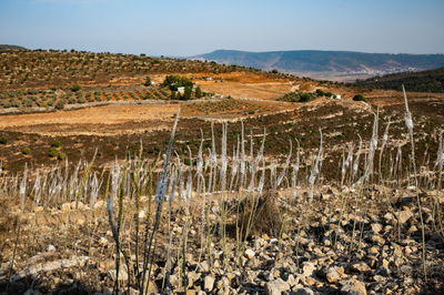 הגליל העליון השבוע