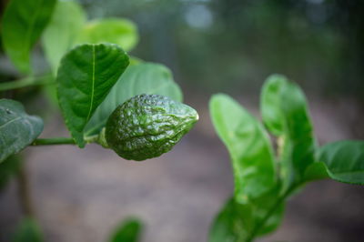 קטיפת האתרוגים לקראת חג הסוכות. צפו