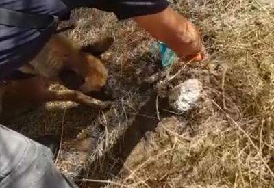 גולגולת אדם אותרה סמוך לבית העלמין