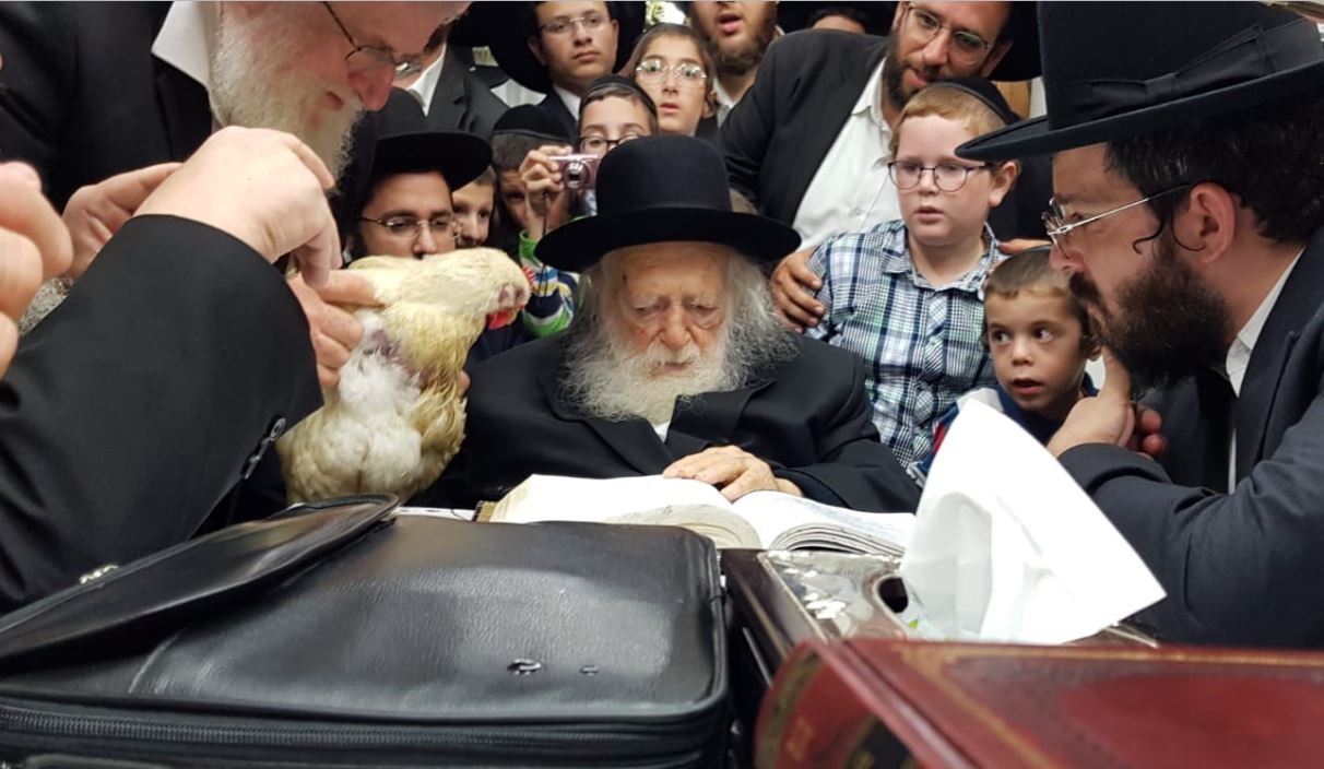 מרן הגר"ח קנייבסקי קיים את מנהג הכפרות ו'כיסוי הדם'