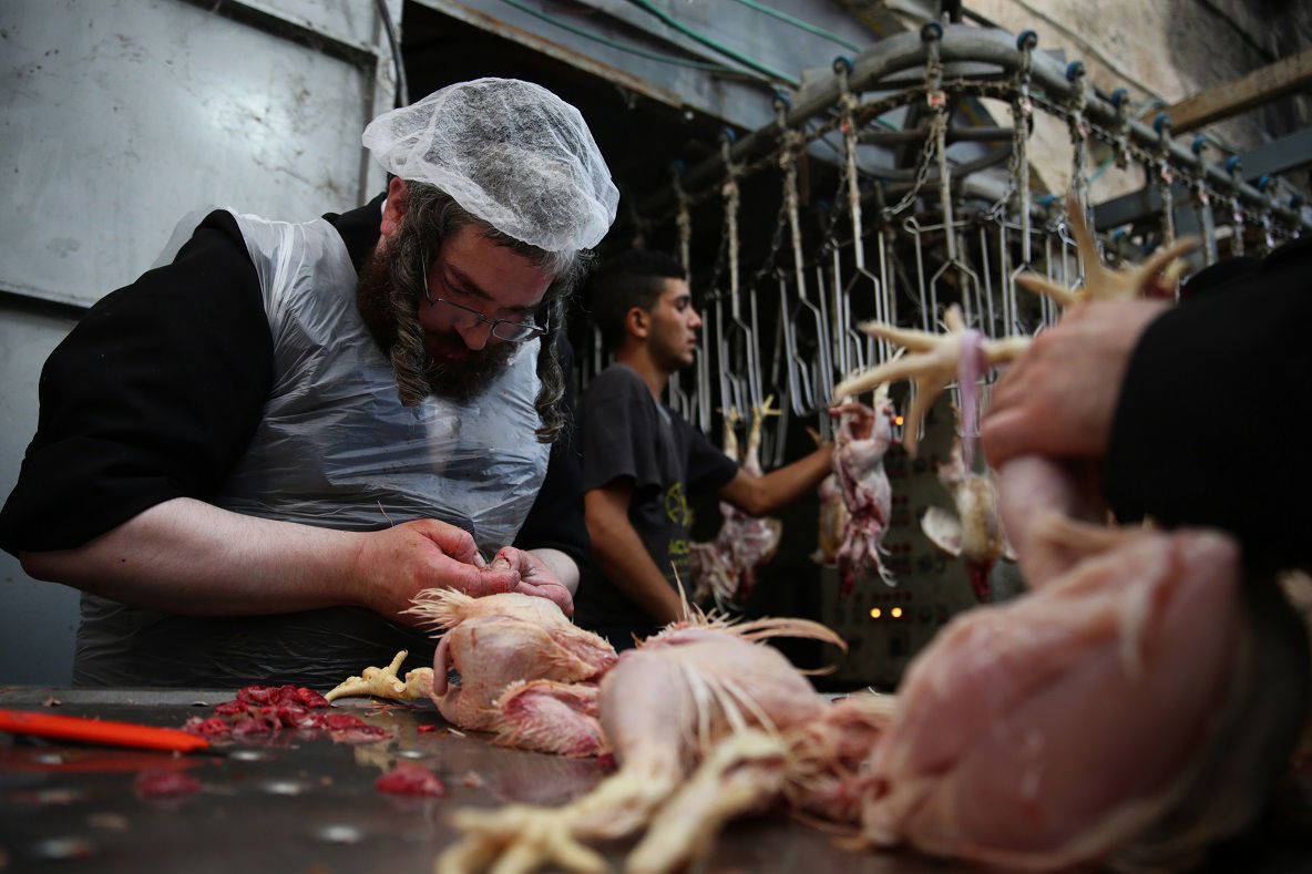 "על השחיטה": התרנגולים כיפרו - ונשחטו. צפו
