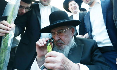 הגרב"מ אזרחי בבחירת הדסים לסוכות • צפו