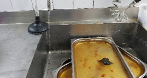 גללי חולדות במטבח של אולם אירועים בכפר סבא