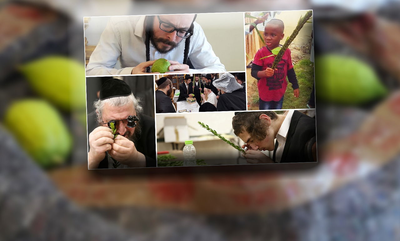 ארבעת המינים ברחבי העולם