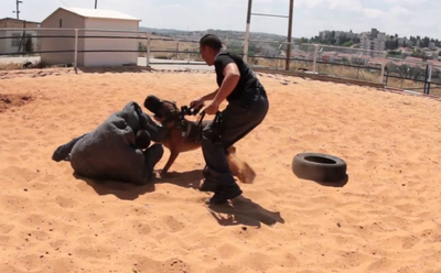 הכלבים שמוצאים הכל • צפו בסיור מיוחד