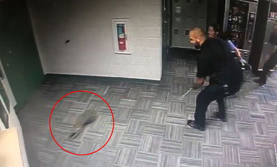 השוטרים רדפו בתחנה אחרי... דביבון • צפו