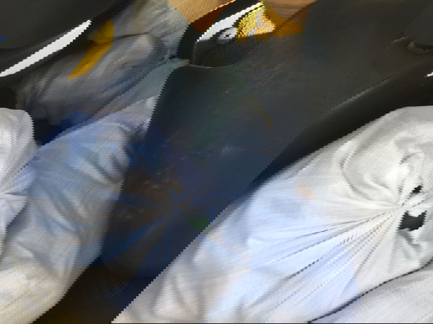 כתב אישום: גנבו 1,300 ק"ג של אבוקדו