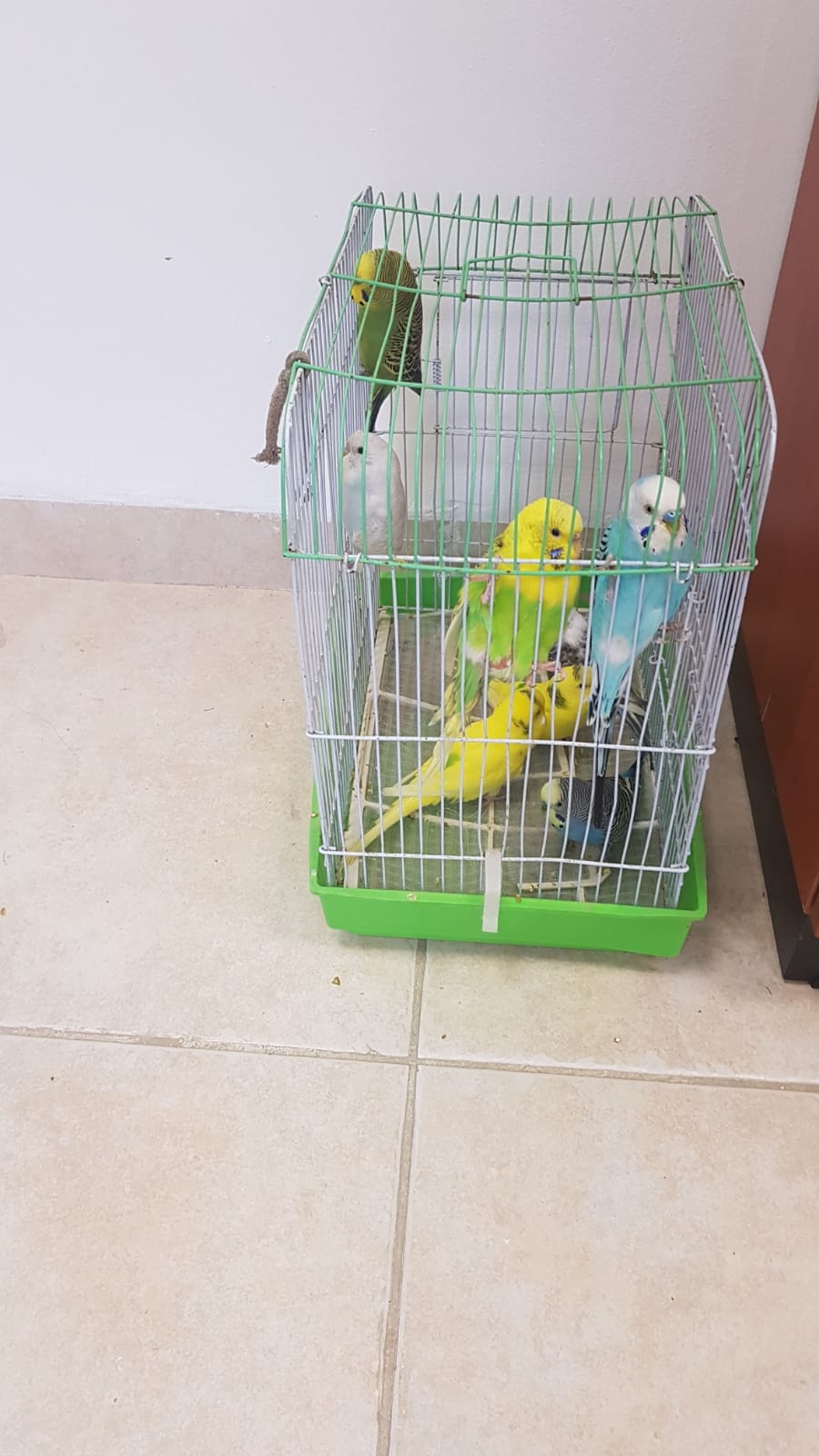 שני קטינים מתל שבע גנבו 22 תוכים ונתפסו