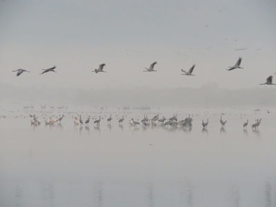 הבוקר: 13,260 עגורים באגמון החולה. צפו בתיעוד