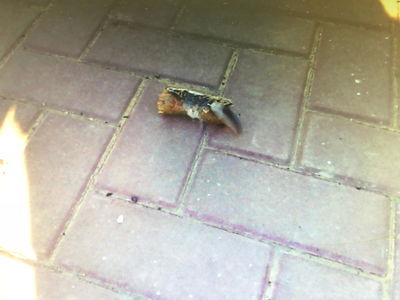 חלק מבלון תבערה אותר ליד גן ילדים בשדרות