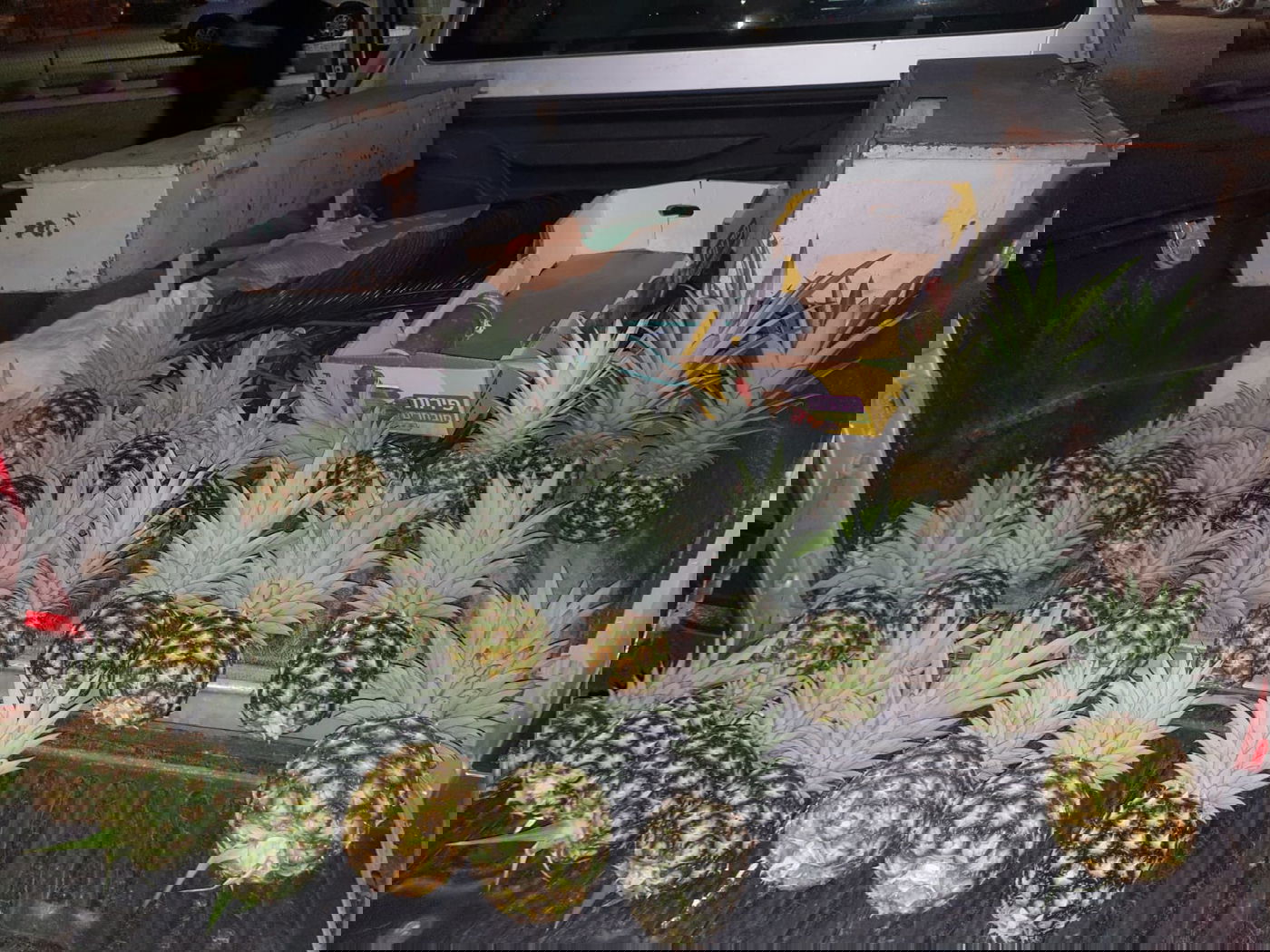 זוג נתפסו 'על חם' גונבים אננסים מהמטעים