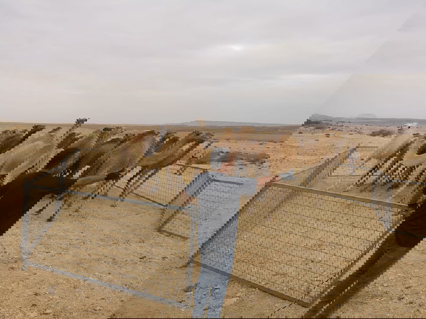 מבצע משטרתי: 22 גמלים משוטטים נתפסו