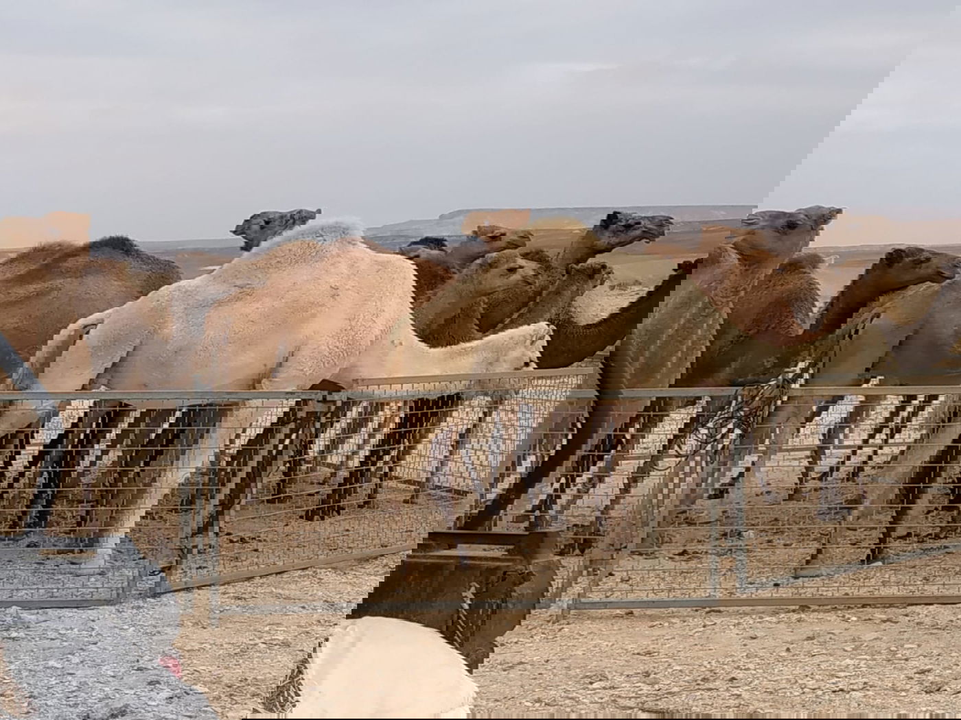 מבצע משטרתי: 22 גמלים משוטטים נתפסו