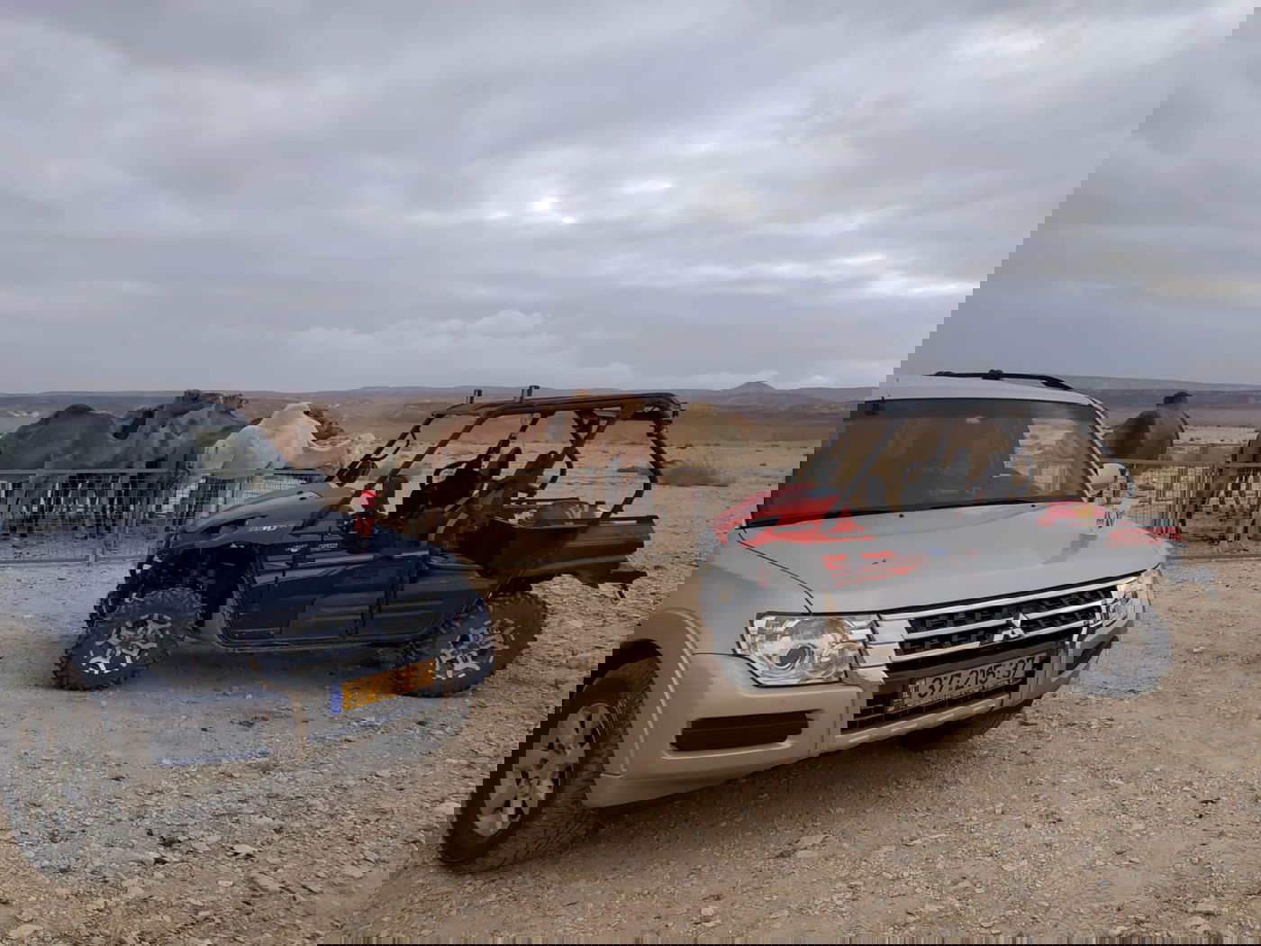 מבצע משטרתי: 22 גמלים משוטטים נתפסו