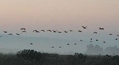 הבוקר באגמון החולה: 52 אלף עגורים. צפו