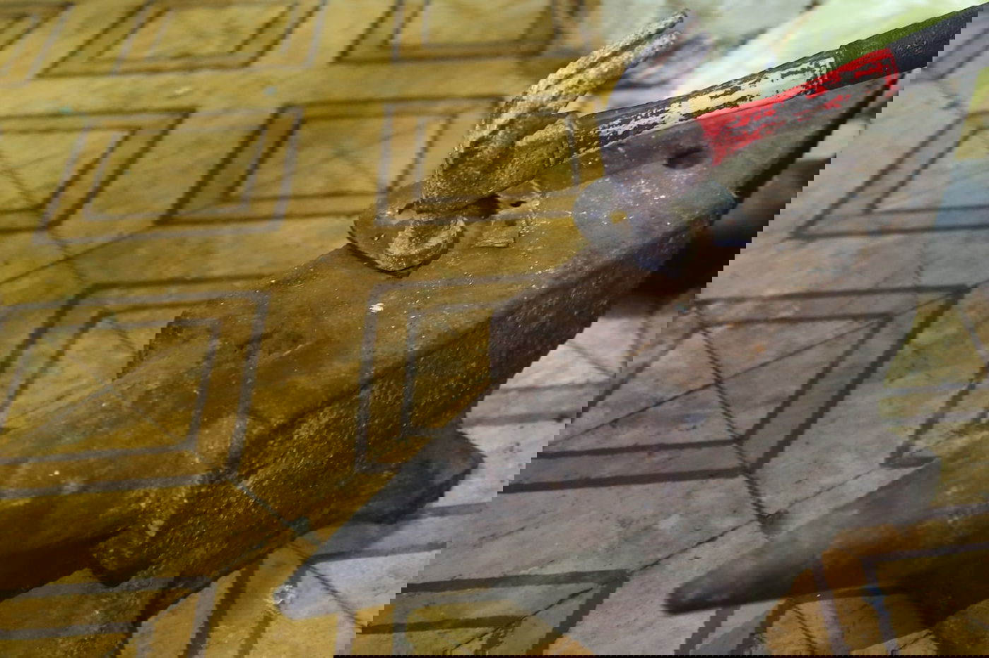 האספן החרדי שהתאהב ב...פרסות סוסים