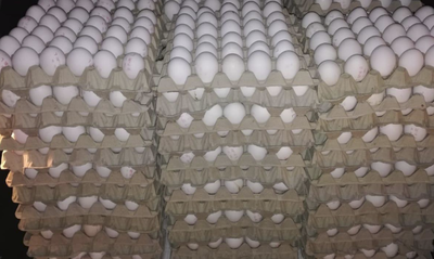 לוחמי מג"ב סיכלו הברחת 18.000 ביצים מסוכנות