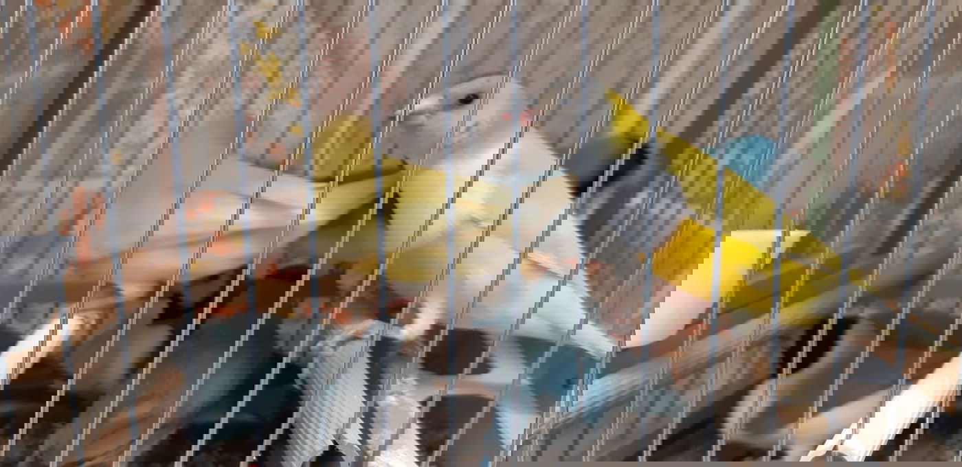 נתפסו ציפורים נדירות בשווי מאה אלף ש"ח