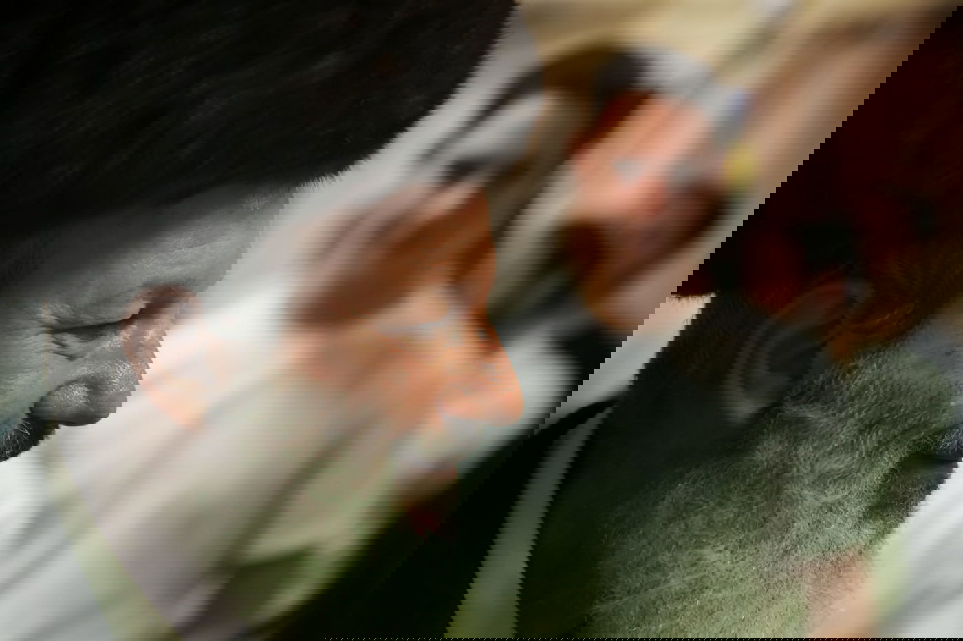 'האדמו"ר הציוני' ערך טיש ל'מגיד ממזריטש'