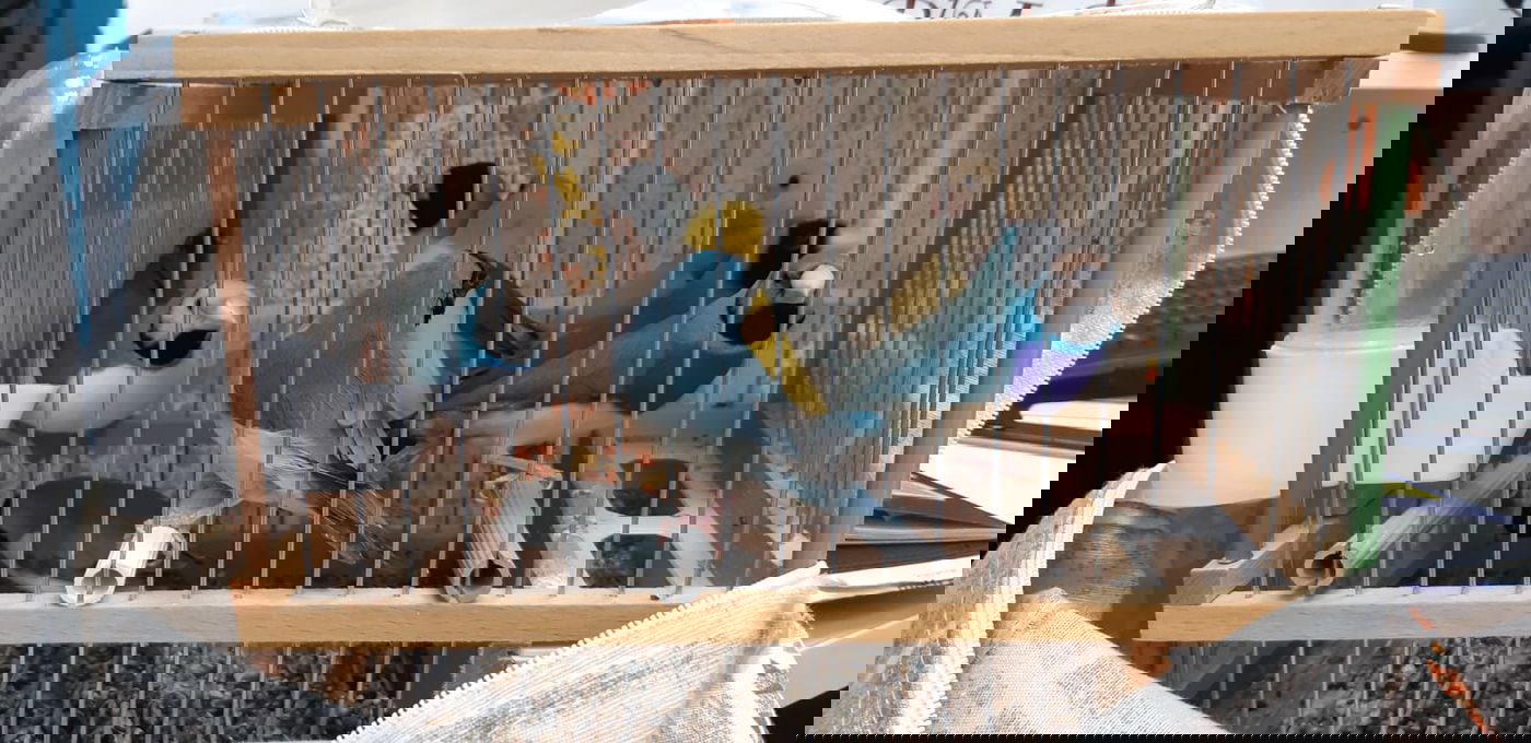 הציפורים שנתפסו