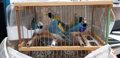 הציפורים שנתפסו