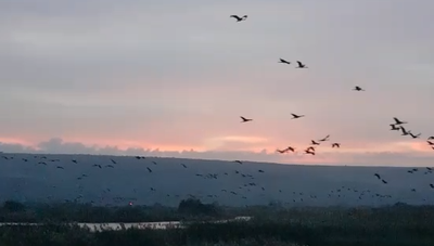 וידאו מרהיב: 57,450 עגורים באגמון. צפו