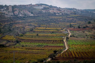 גפנים ליד אפרת