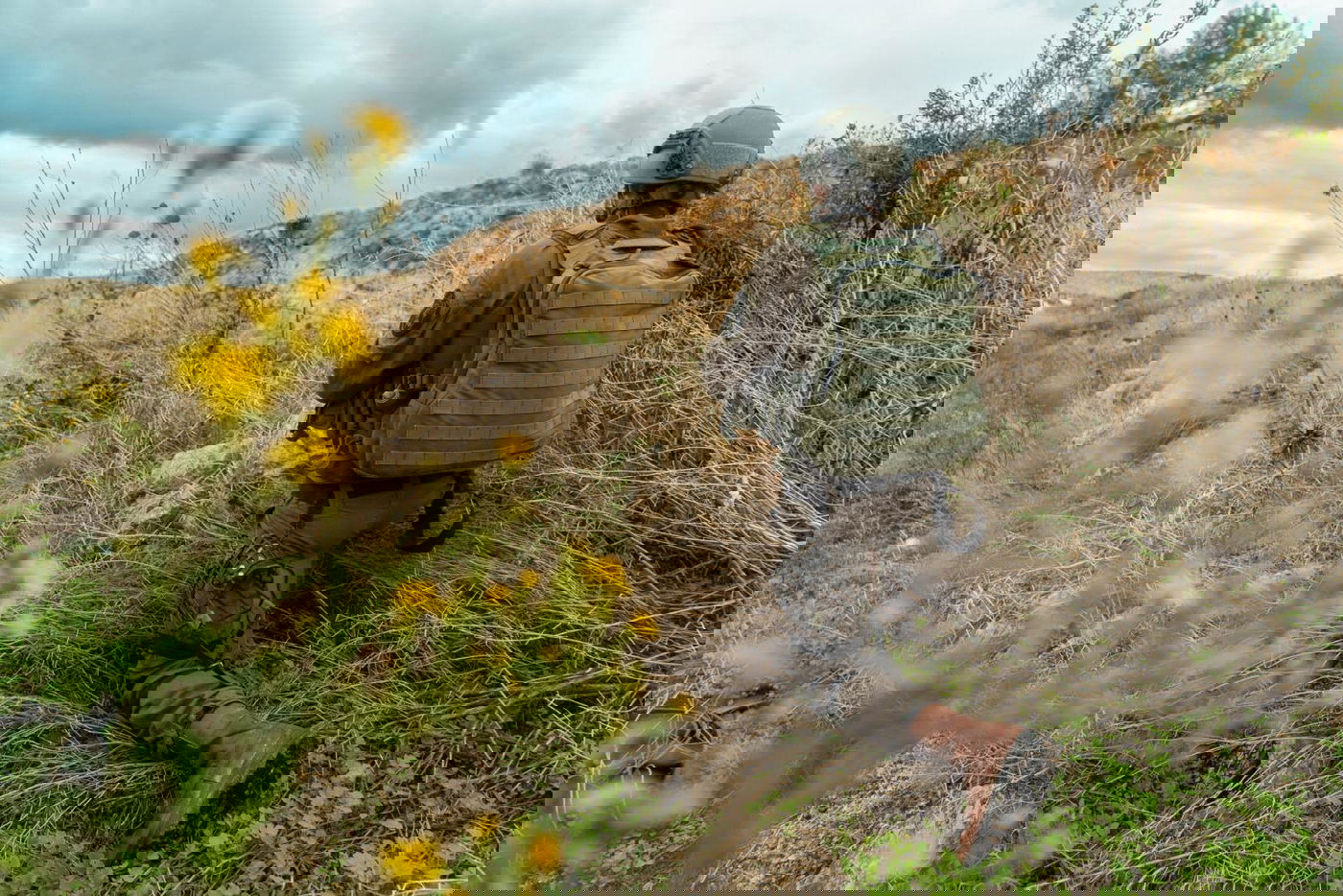 כלבים ולוחמים בתרגיל מיוחד ביחידת 'עוקץ'