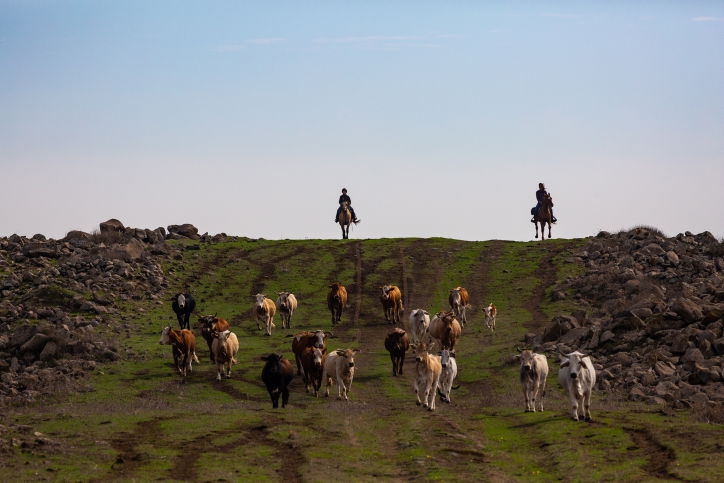 מגדלי הבקר בחוות גמלא ברמת הגולן • גלריה