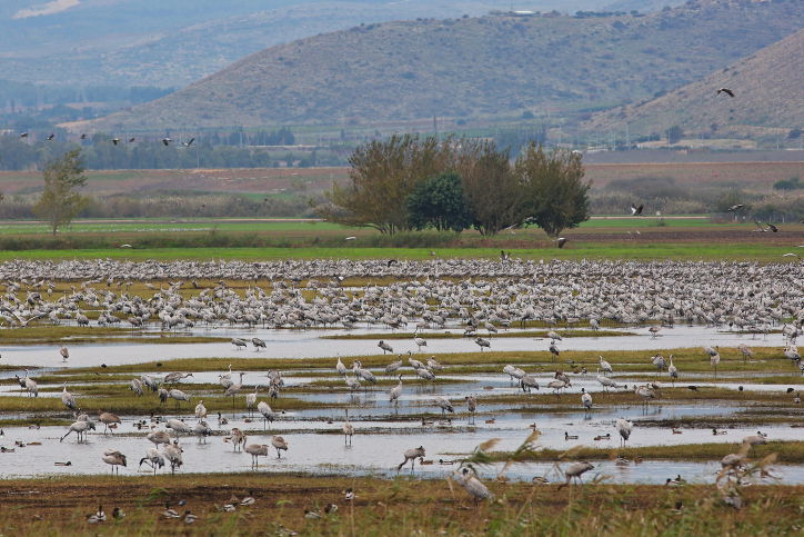 ציפורים בעמק החולה