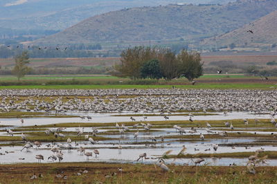 ציפורים בעמק החולה