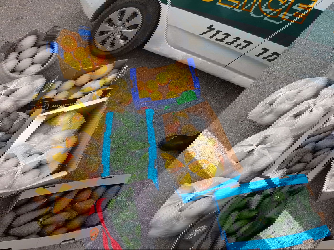 האבוקדו והאשכוליות