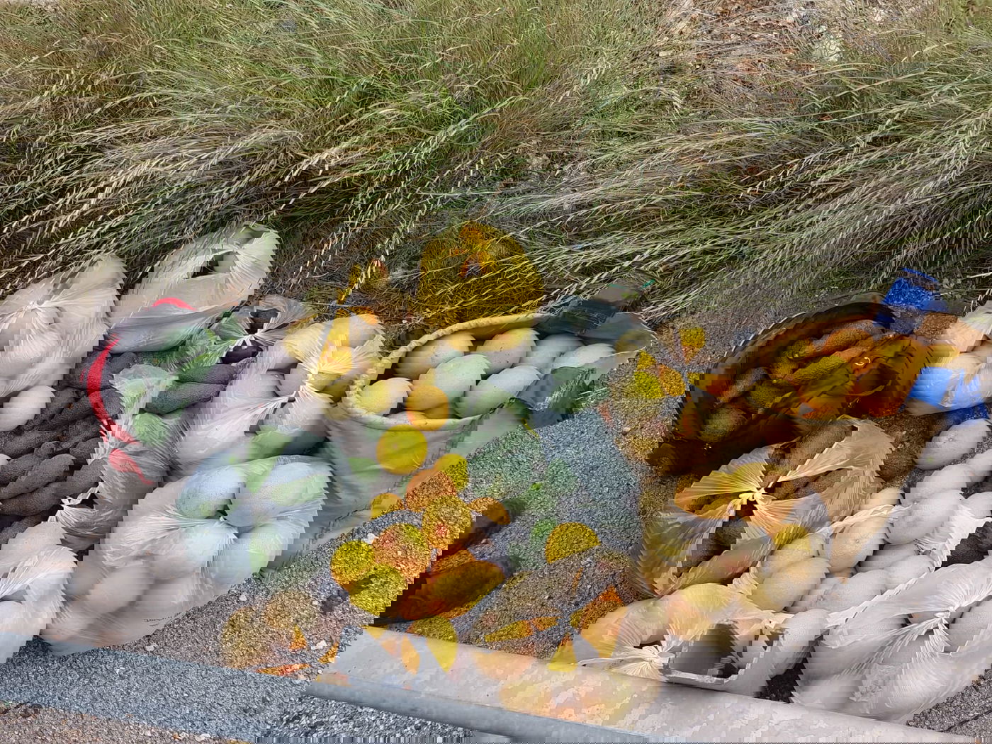 המג"בניקים לכדו שני גנבי אבוקדו ואשכוליות