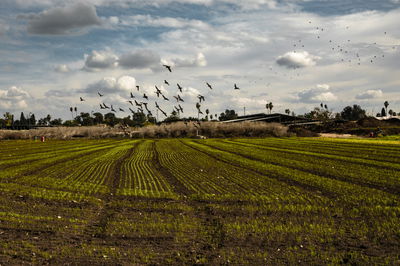 שדה חסה בצפון