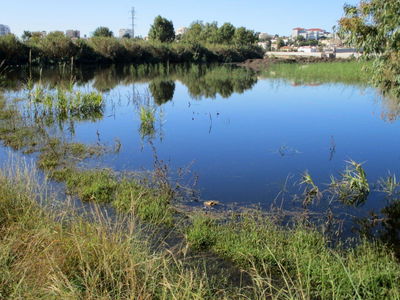 פארק הרצליה המוצף • גלריה חורפית
