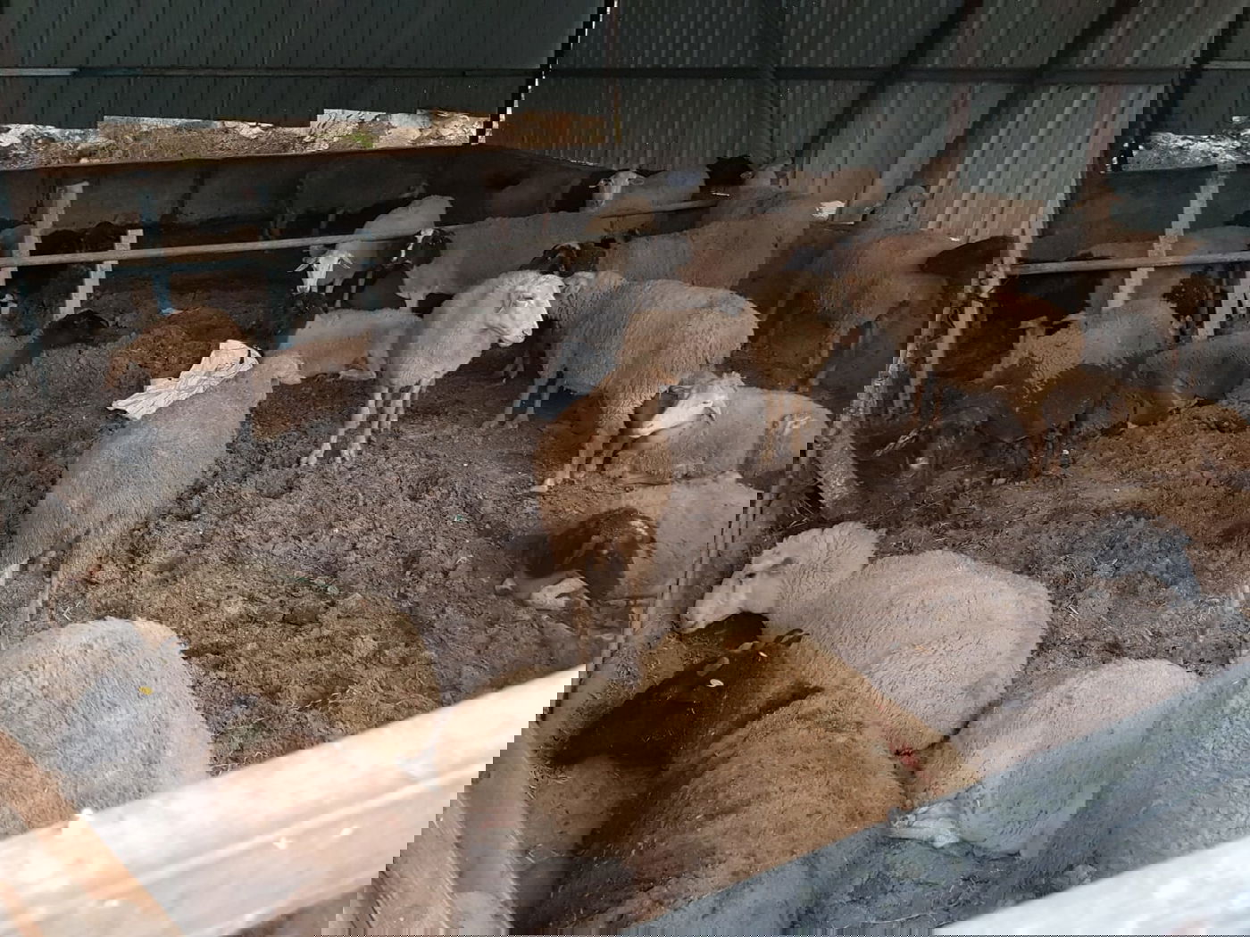 סוכלה גניבתם של 150 כבשים מכפר צבי