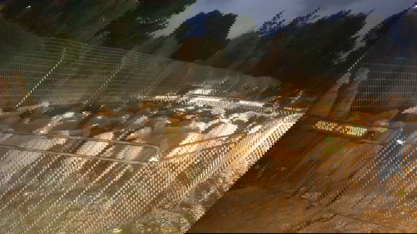 סוכלה גניבתם של 150 כבשים מכפר צבי