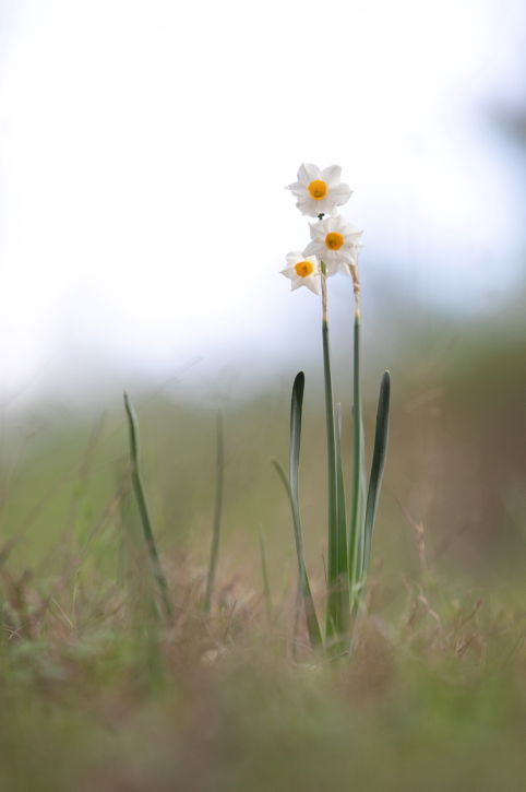 הגשם הגיע ואיתו גם הנרקיסים • גלריה