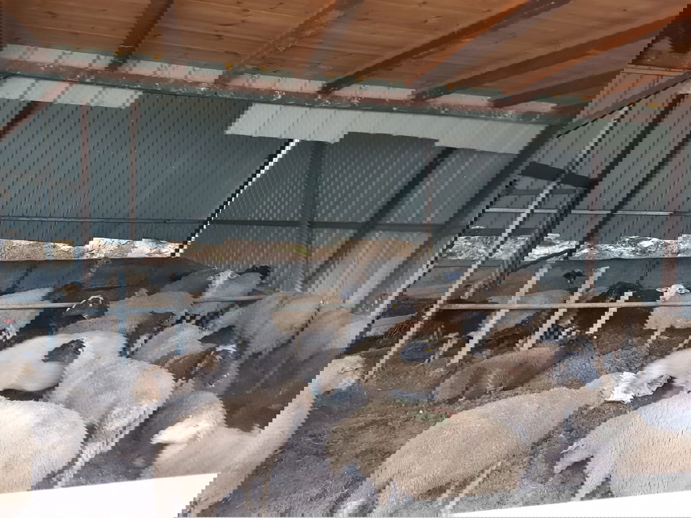 צפו: המעצר הדרמטי של גנבי הכבשים