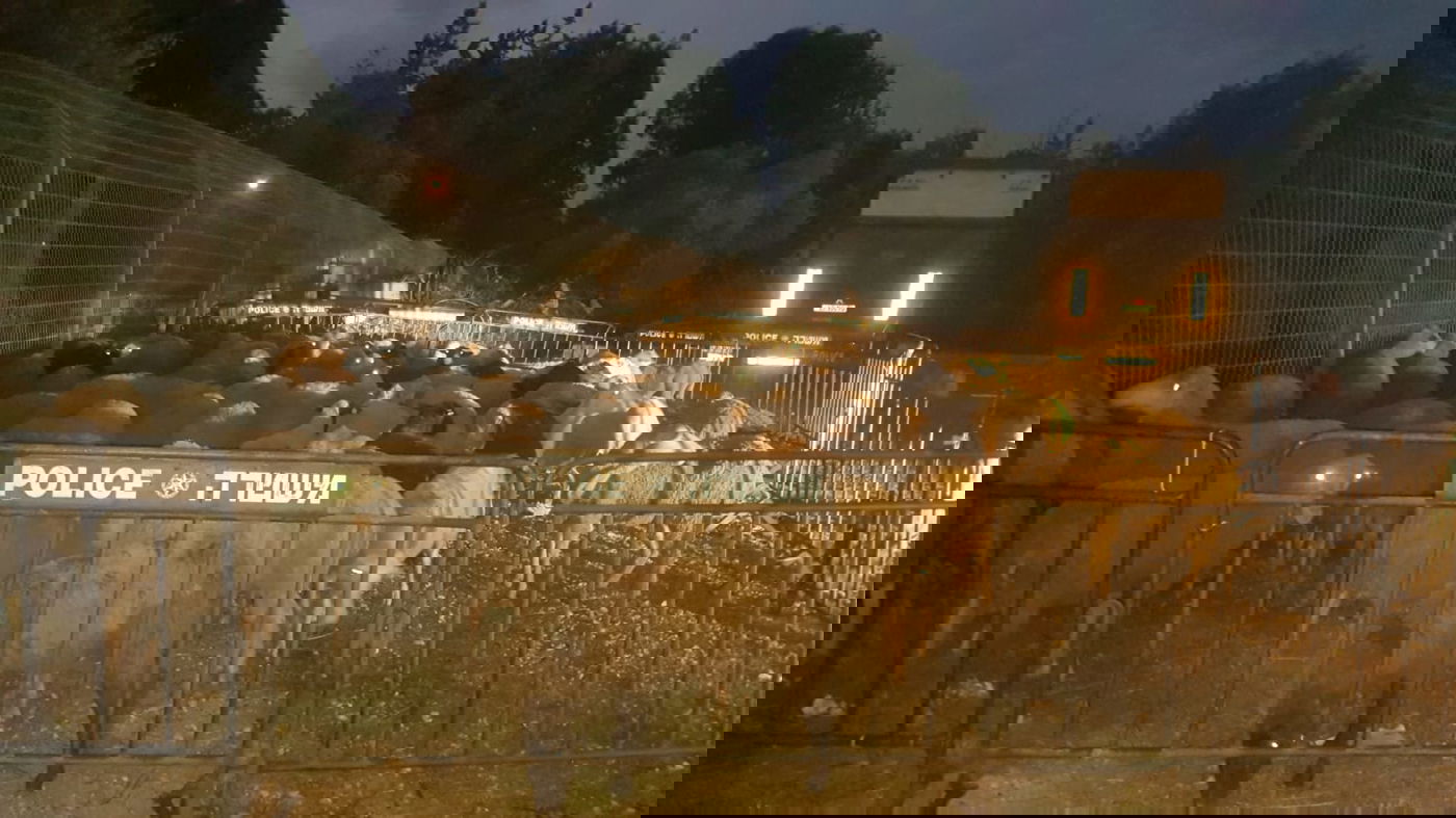 צפו: המעצר הדרמטי של גנבי הכבשים