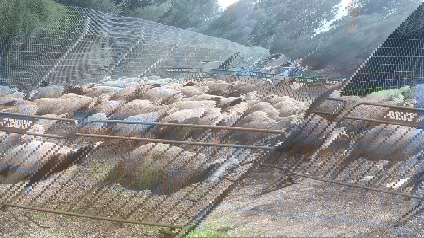 צפו: המעצר הדרמטי של גנבי הכבשים